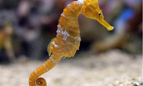 seahorse_seahorse细胞能量代谢分析仪